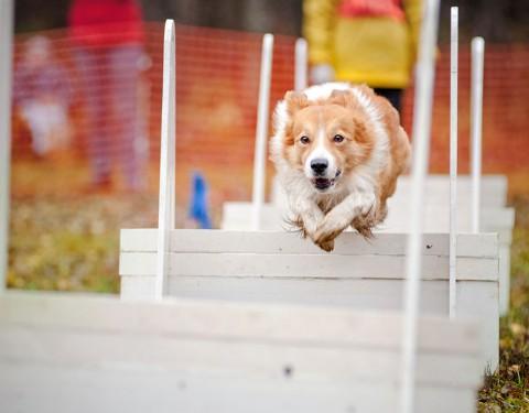 EXHIBICIONES DE PERROS